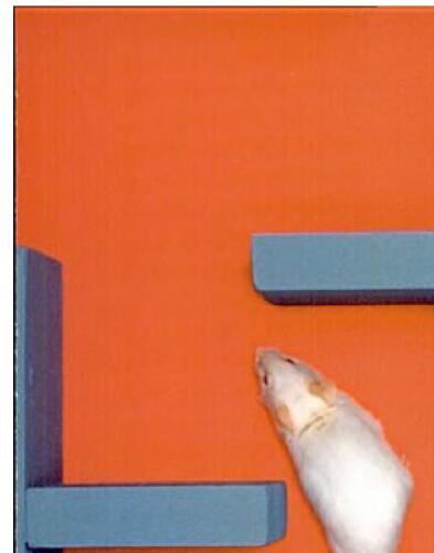 Flowers for Algernon