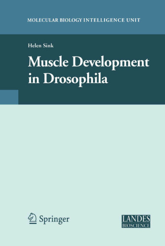 Muscle Development in Drosophilia