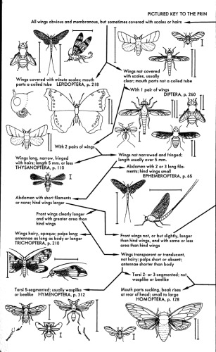 A Field Guide to Insects: America North of Mexico