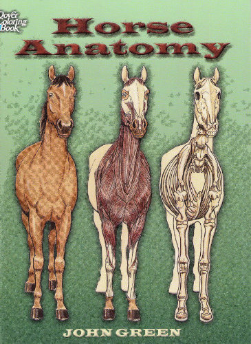Horse Anatomy