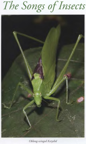 The Songs of Insects