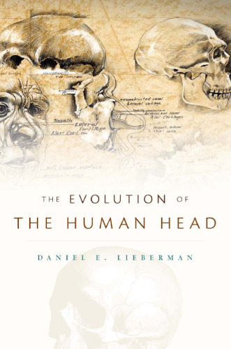 The Evolution of the Human Head