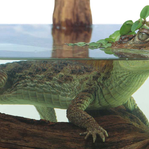Reptiles (Look Closer)
