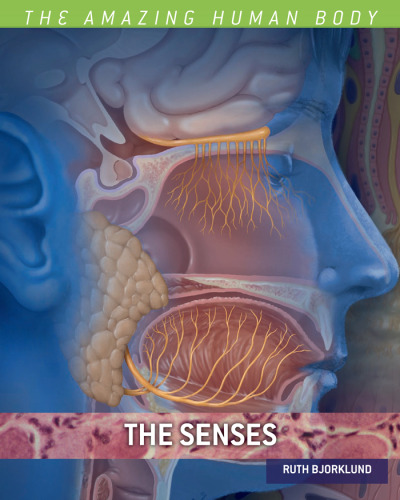 The Senses (The Amazing Human Body)