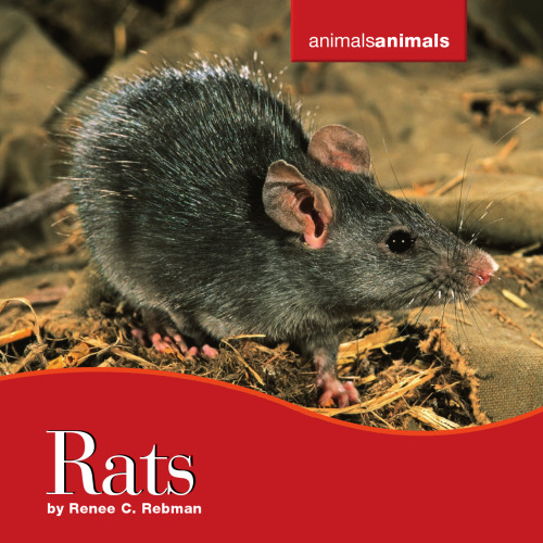 Rats