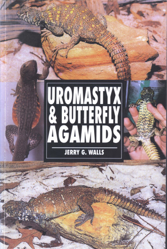 Uromastyx & Butterfly Agamids