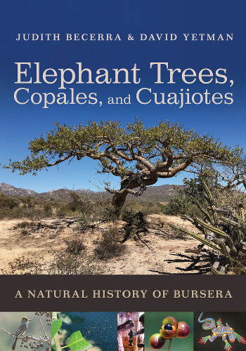 Elephant Trees, Copales, and Cuajiotes: A Natural History of Bursera