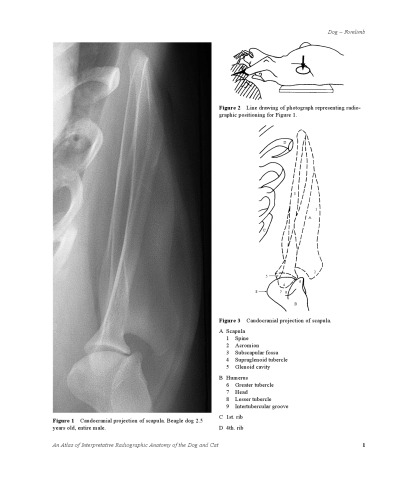 An Atlas of Interpretative Radiographic Anatomy of the Dog and Cat