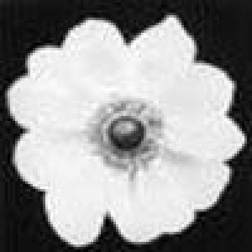 Still the Mind: an Introduction to Meditation