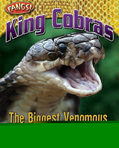 King Cobras: The Biggest Venomous Snakes of All! (Fangs)