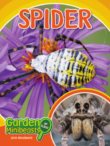 Spider
