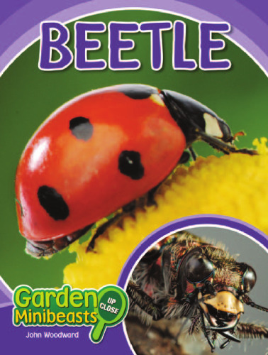 Beetle (Garden Minibeasts Up Close)