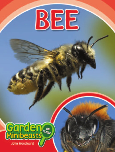 Bee (Garden Minibeasts Up Close)