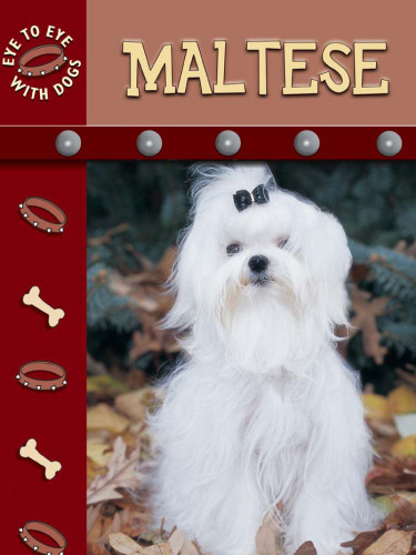 Maltese