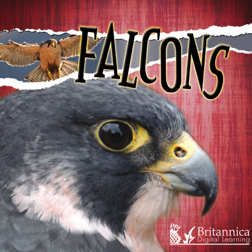 Falcons