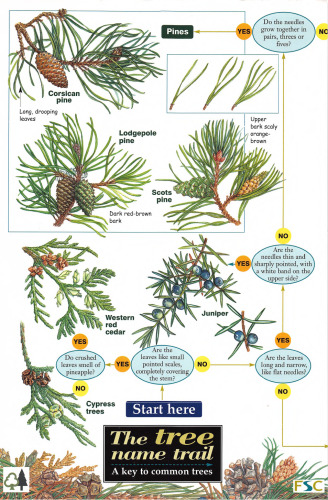 The Tree Name Trail: A Key to Common Trees