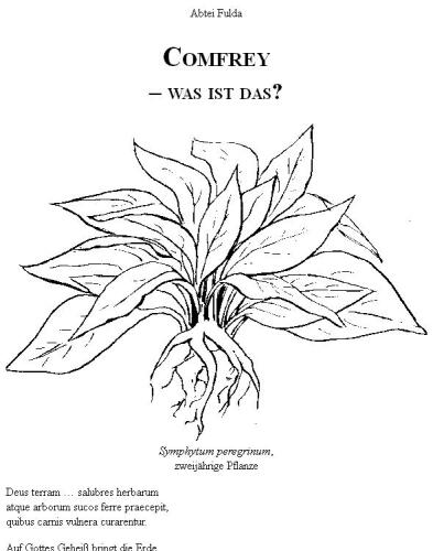 Comfrey – was ist das?