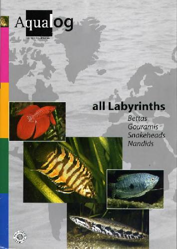 All Labyrinths