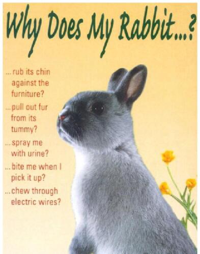 Why Does My Rabbit...?