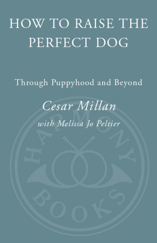 Puppyhood: How to Raise the Perfect Dog