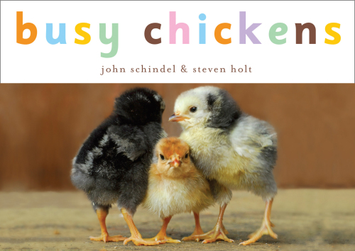 Busy Chickens