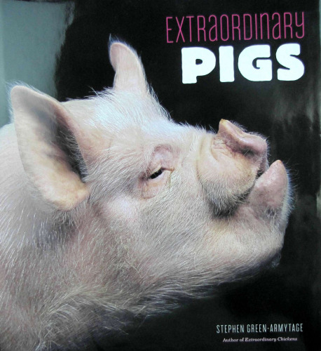 Extraordinary pigs