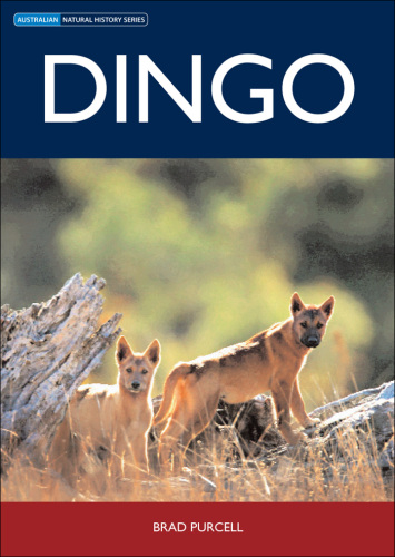 Dingo