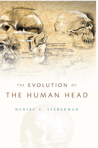The Evolution of the Human Head