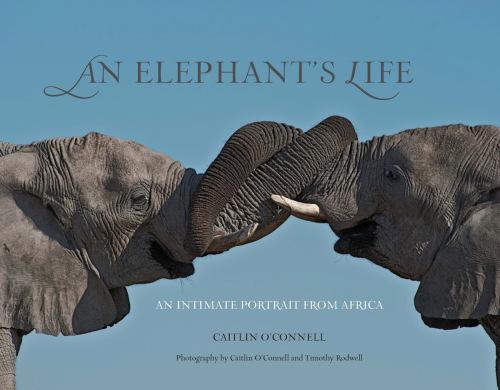 An elephant's life: an intimate portrait from Africa