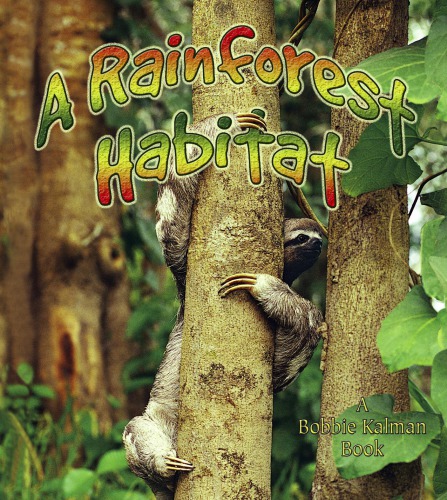 A rainforest habitat