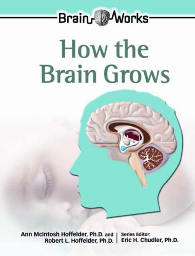 How the brain grows