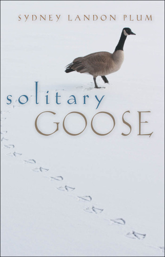 Solitary Goose