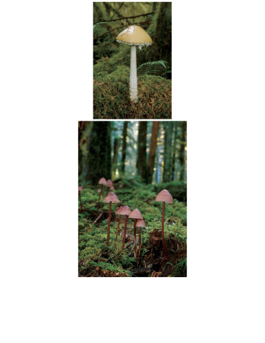 Mushrooms of the Pacific Northwest