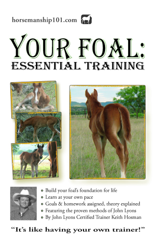 Your Foal: Essential Training