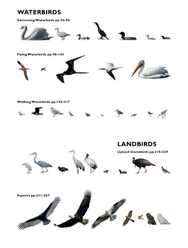The Crossley ID Guide: Eastern Birds