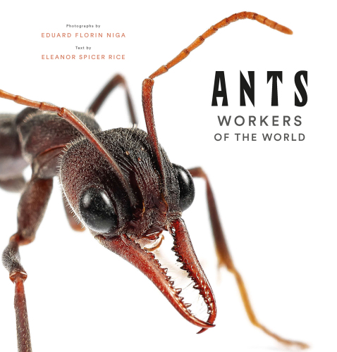 Ants: Workers of the World