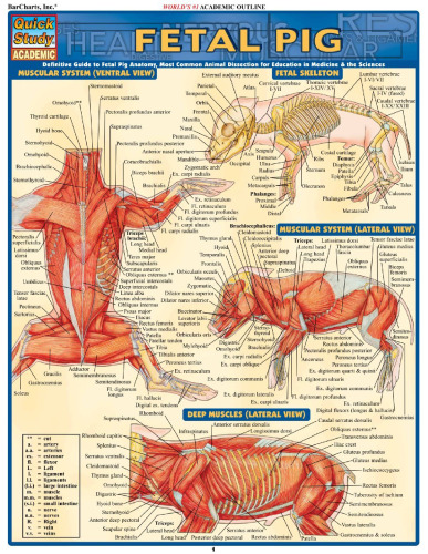 Fetal Pig