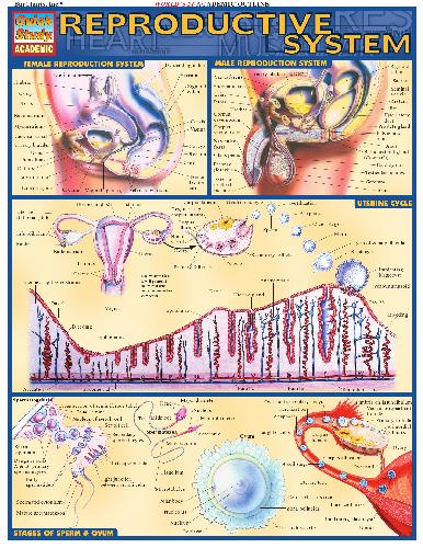 BarCharts QuickStudy Reproductive System