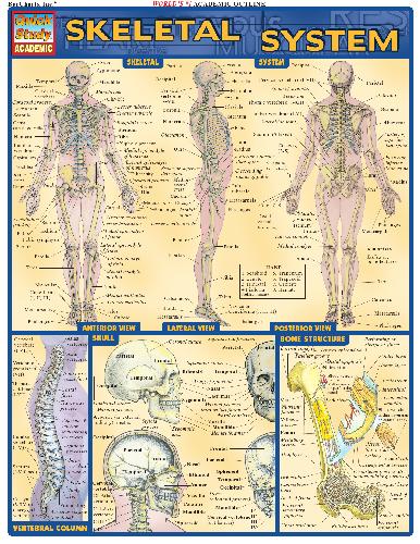 BarCharts QuickStudy Skeletal System