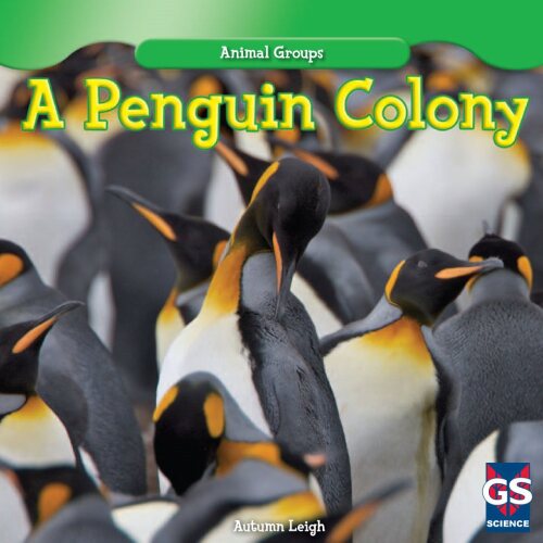 A Penguin Colony