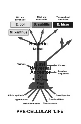 Bacterial Growth and Form