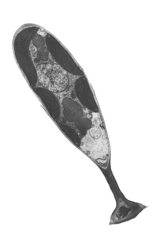 Origins of Plastids: Symbiogenesis, Prochlorophytes and the Origins of Chloroplasts