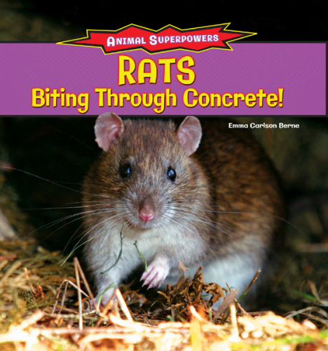 Rats: Biting Through Concrete!