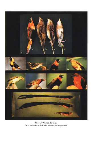 Biology and Comparative Physiology of Birds. Volume II