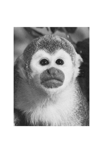 The Squirrel Monkey