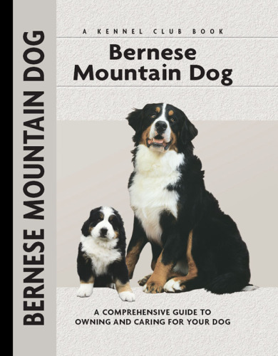 Bernese Mountain Dog