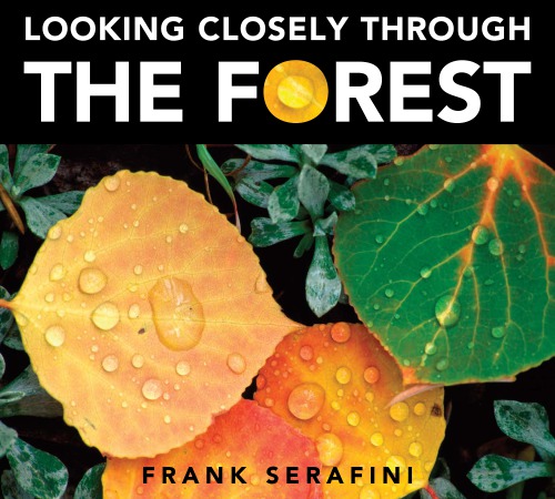 Looking closely through the forest