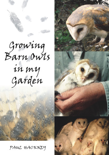 Growing barn owls in my garden