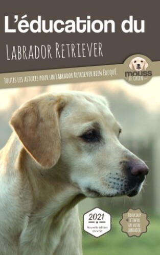 L'éducation du labrador retriever