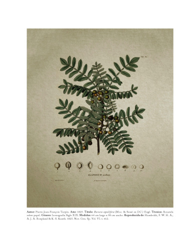 Las especies de Bursera L. ex Jacq. en el Occidente de Mexico